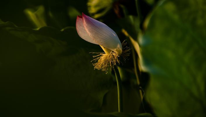 清莲花开，美丽的花海之旅（以清莲花开的做法探秘）